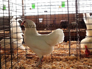 Ameraucana National 2015 RB White Pullet